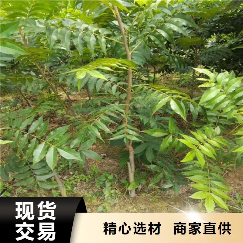 核桃苗白桃树苗定制定做{当地}公司