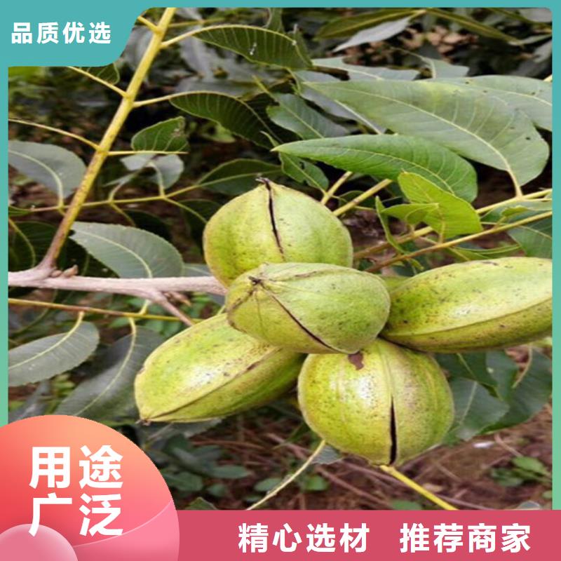 核桃苗软籽石榴树苗精品选购本地生产厂家