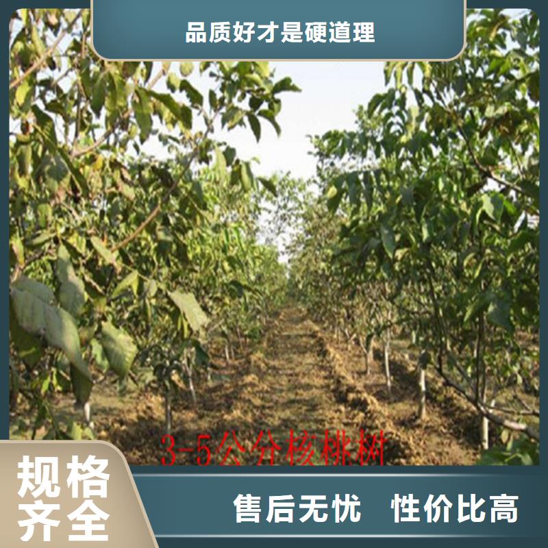 核桃苗_果树苗批发基地好产品价格低附近公司