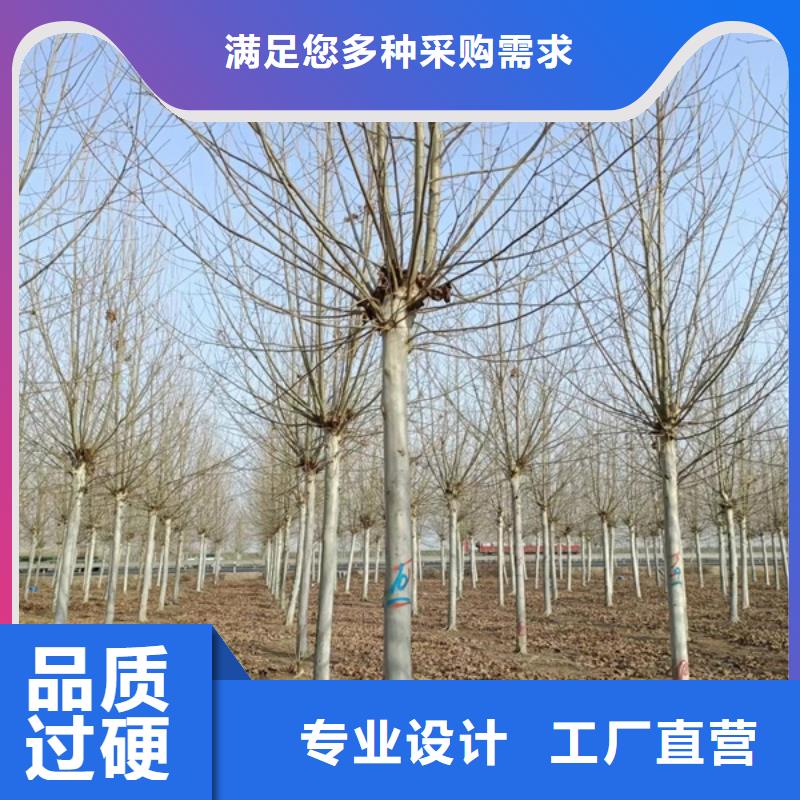 【法桐五角枫有实力有经验】产品细节参数