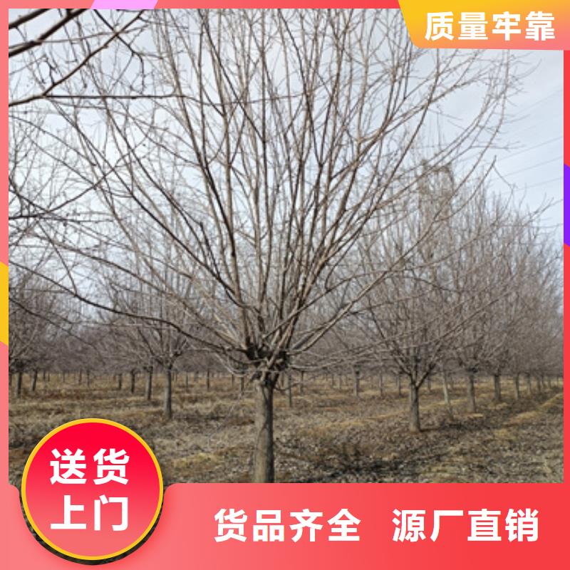 【法桐检验发货】[当地]厂家