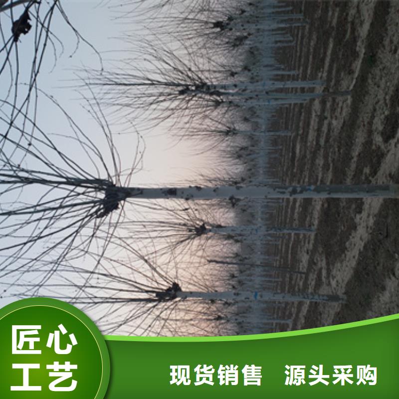 法桐_秋紫白蜡价格实惠就近发货