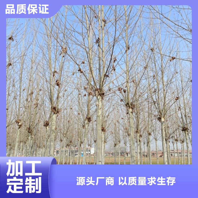 法桐-金叶复叶槭客户信赖的厂家同城供应商