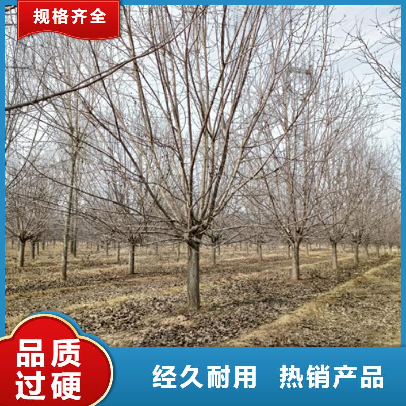 法桐金叶槐48小时发货同城品牌
