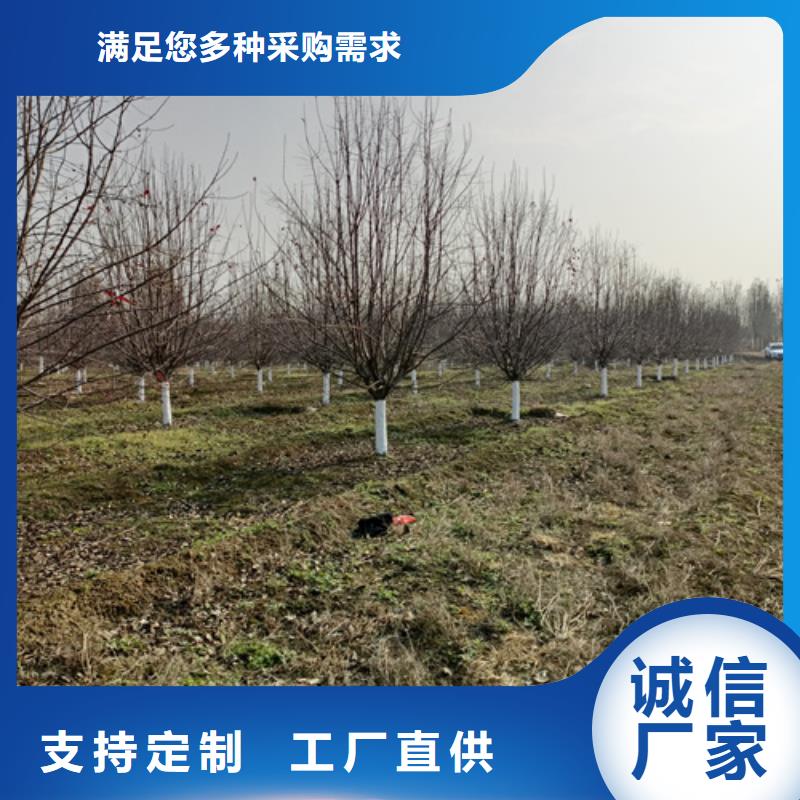 法桐金叶复叶槭安装简单值得信赖