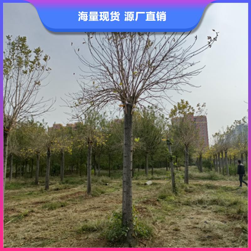 法桐,国槐库存充足闪电发货