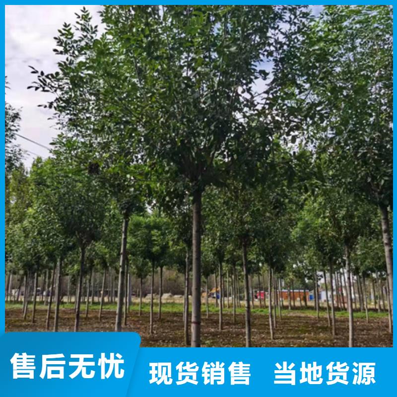 法桐【美国红枫】敢与同行比质量本地公司