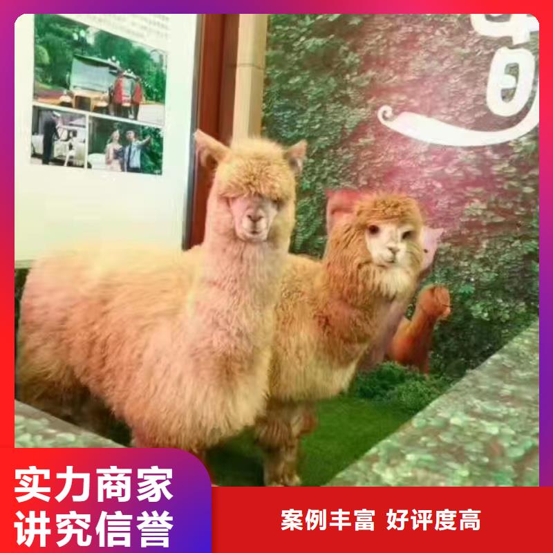 【马戏团/羊驼,羊驼出租品质服务】