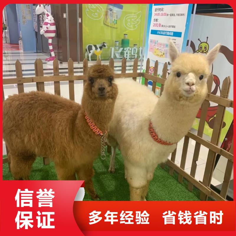 【马戏团/羊驼出租马戏表演专业公司】多年行业经验